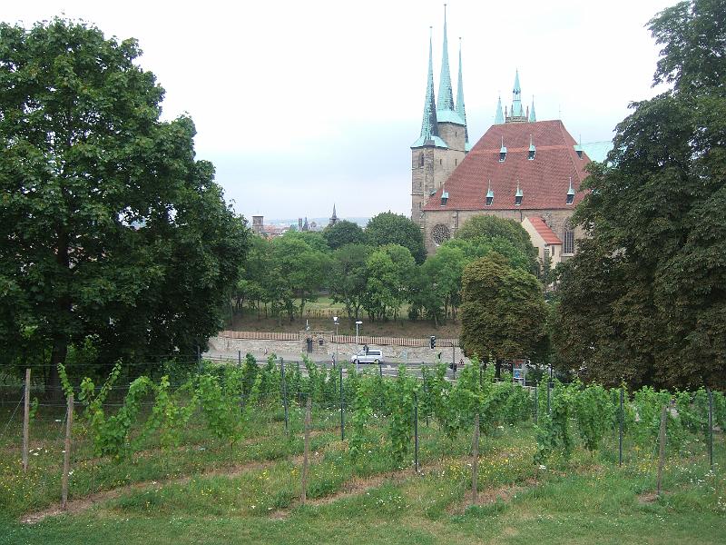 2009-08- (357).JPG - Der Petersberger Weinberg mit St. Severikirche